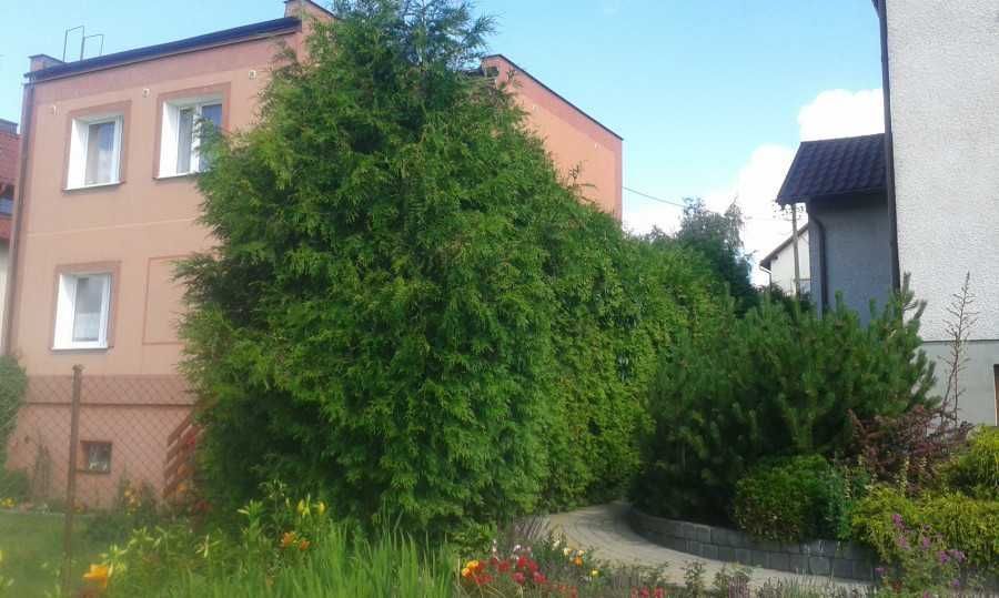 Kompleksowa wycinka drzew: zdjecie 99005811