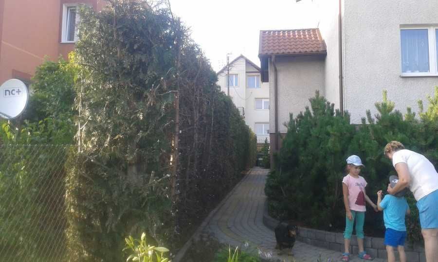 Kompleksowa wycinka drzew: zdjecie 99005812