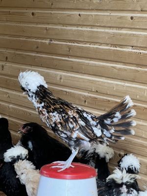 Sprzedam czubatki wielbłądzie, trójbarwne, białoczuby, Brahmy i inne: zdjecie 66478662