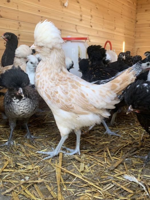 Sprzedam czubatki wielbłądzie, trójbarwne, białoczuby, Brahmy i inne: zdjecie 99034280