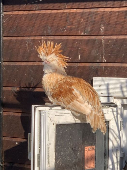 Sprzedam czubatki wielbłądzie, trójbarwne, białoczuby, Brahmy i inne: zdjecie 99034283