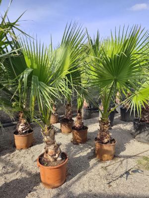 Sprzedaż Palm i roślin egzotycznych: zdjecie 66486799