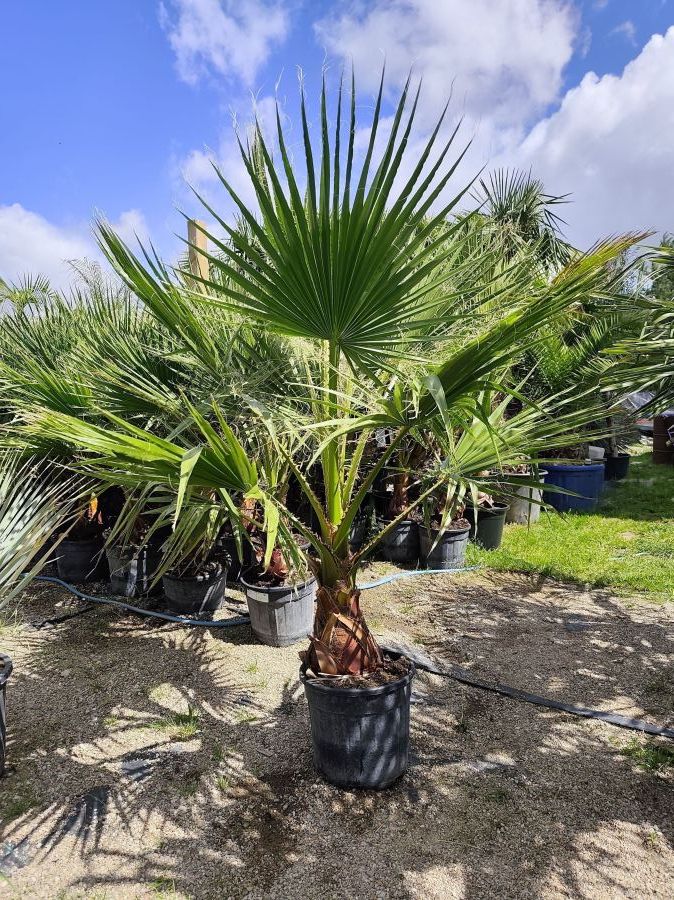 Sprzedaż Palm i roślin egzotycznych: zdjecie 99086239