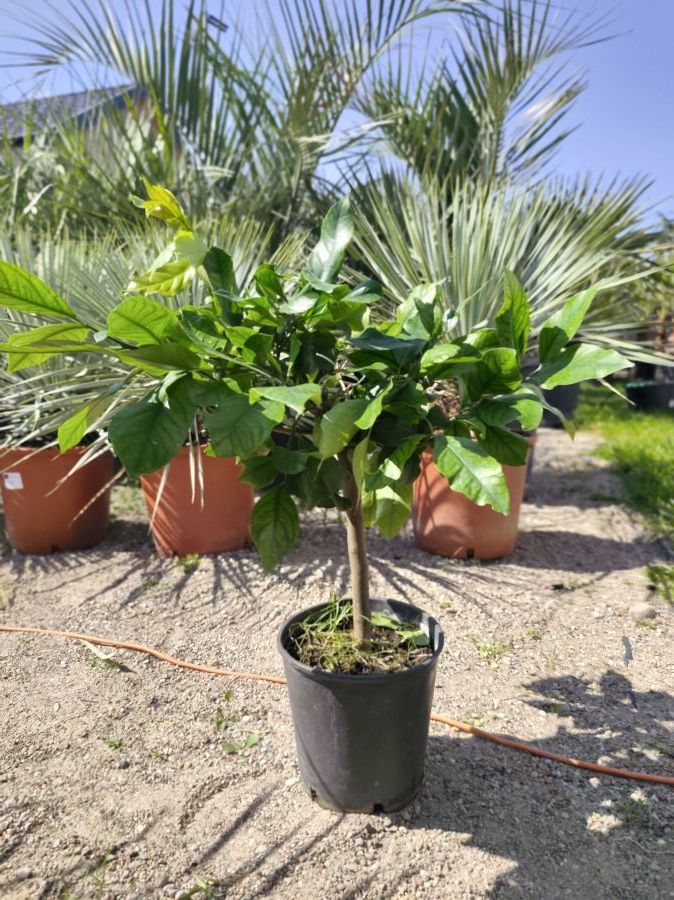 Sprzedaż Palm i roślin egzotycznych: zdjecie 99086240