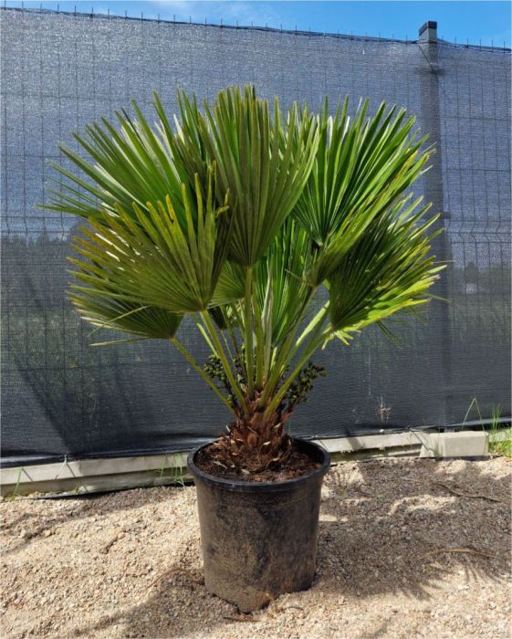 Sprzedaż Palm i roślin egzotycznych: zdjecie 99086241