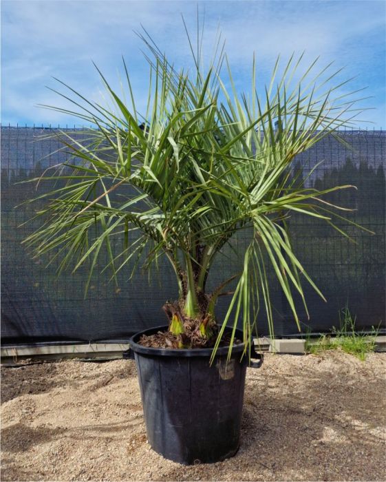 Sprzedaż Palm i roślin egzotycznych: zdjecie 99086242