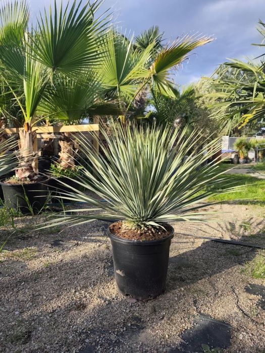 Sprzedaż Palm i roślin egzotycznych: zdjecie 99086243
