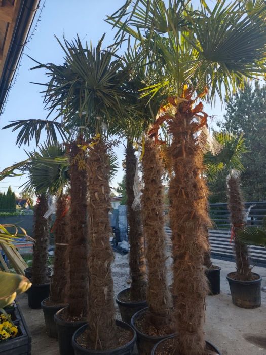 Sprzedaż Palm i roślin egzotycznych: zdjecie 99086244