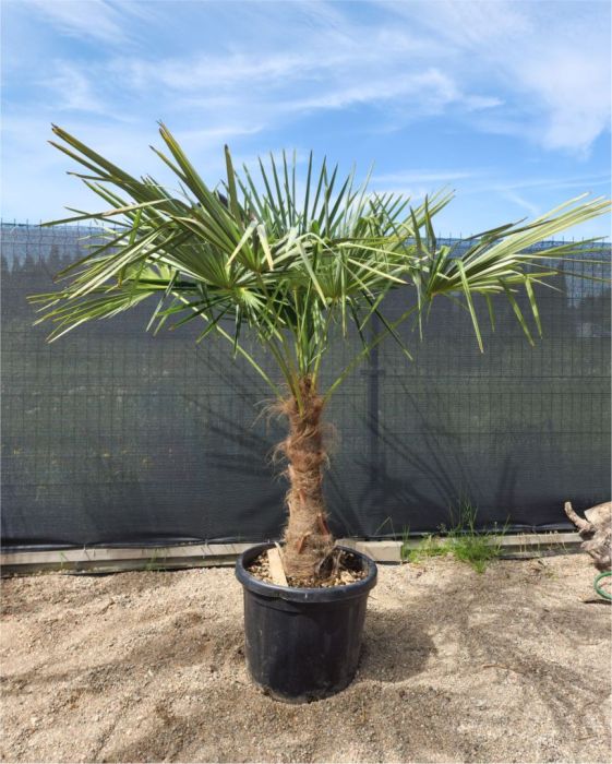 Sprzedaż Palm i roślin egzotycznych: zdjecie 99086245