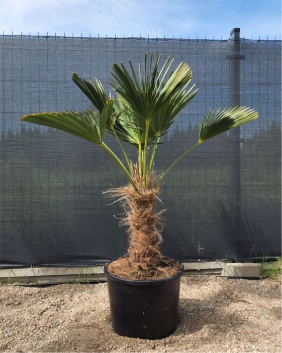 Sprzedaż Palm i roślin egzotycznych: zdjecie 99086246