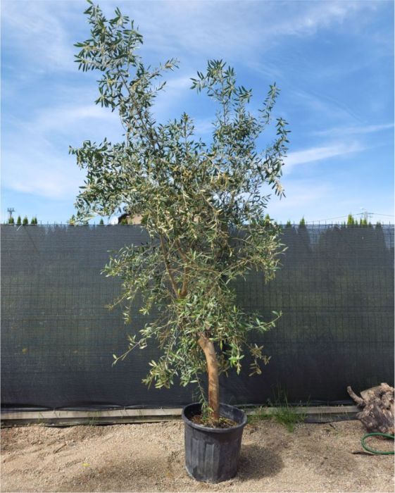 Sprzedaż Palm i roślin egzotycznych: zdjecie 99086248