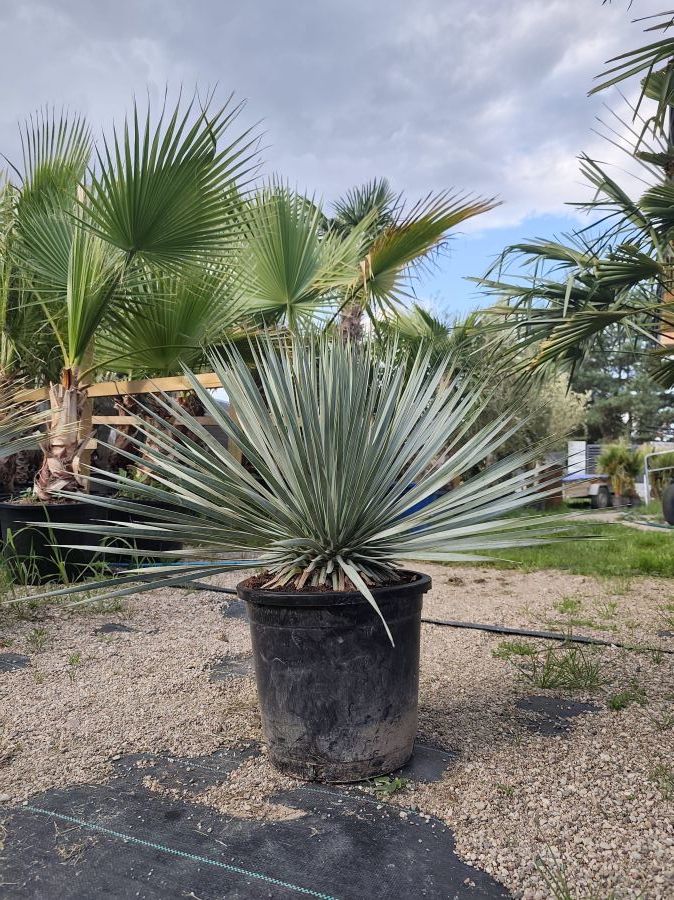 Sprzedaż Palm i roślin egzotycznych: zdjecie 99086250