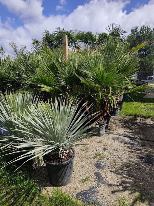 Sprzedaż Palm i roślin egzotycznych: zdjecie 99086251
