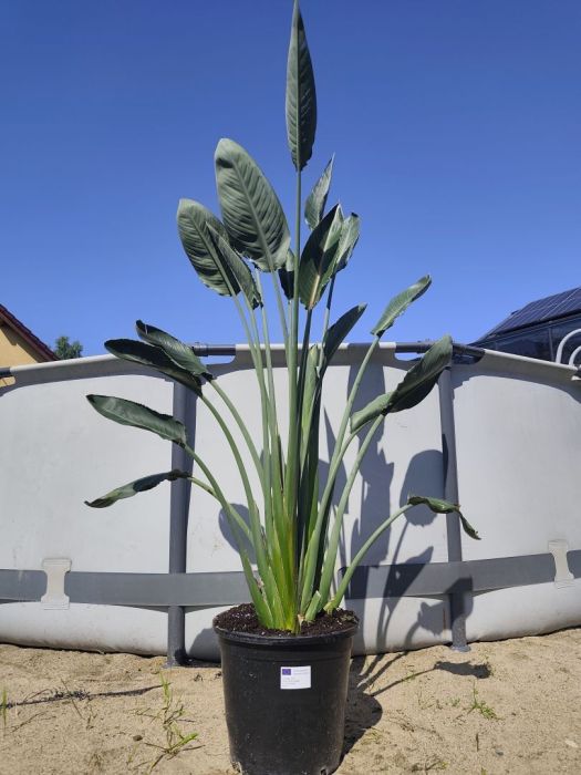 Strelicja Królewska Reginae Duża 150 cm: zdjecie 99088595