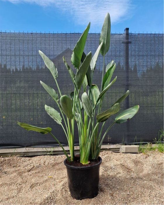 Strelicja Królewska Reginae Duża 150 cm: zdjecie 99088597