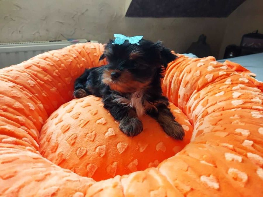 York Yorkshire Terrier Biewer Black Tan: zdjecie 99097035