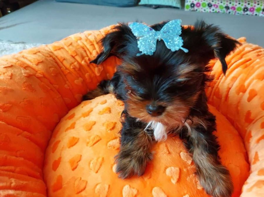 York Yorkshire Terrier Biewer Black Tan: zdjecie 99097036