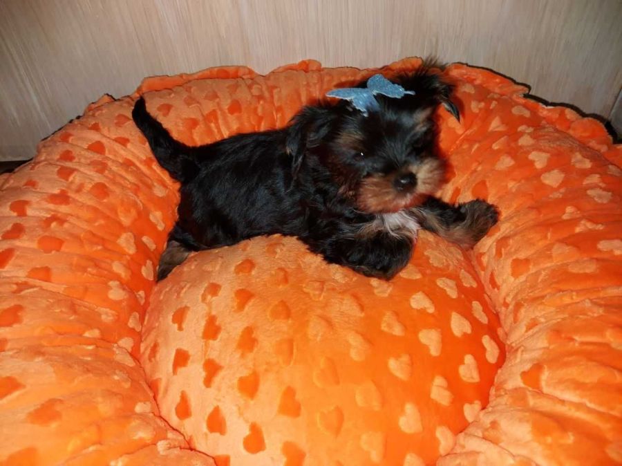 York Yorkshire Terrier Biewer Black Tan: zdjecie 99097037