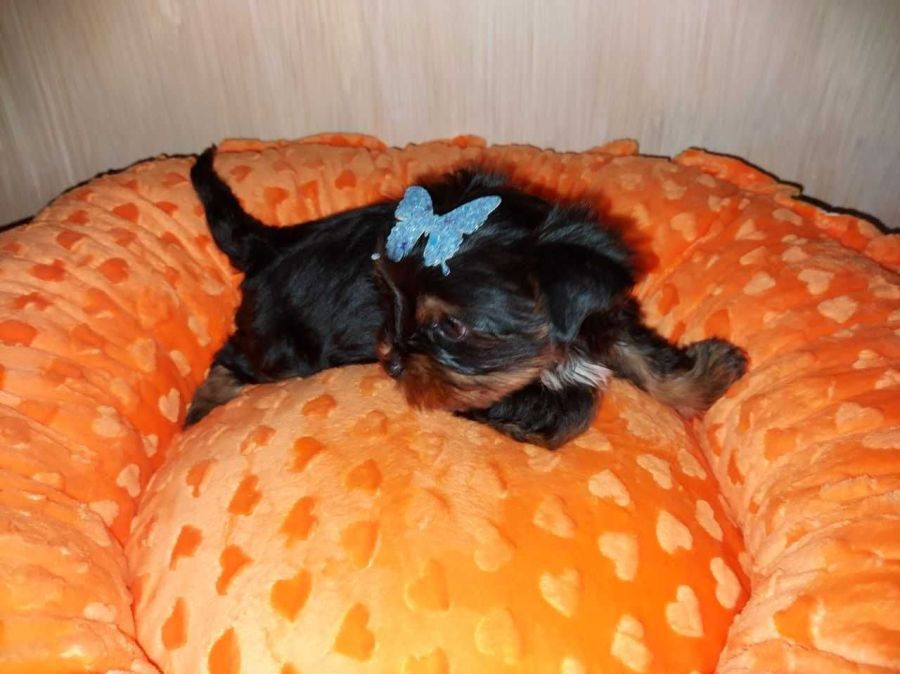 York Yorkshire Terrier Biewer Black Tan: zdjecie 99097038
