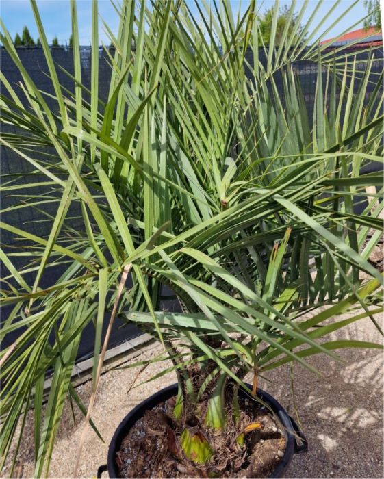 Palma Butia Capitata: zdjecie 99097041