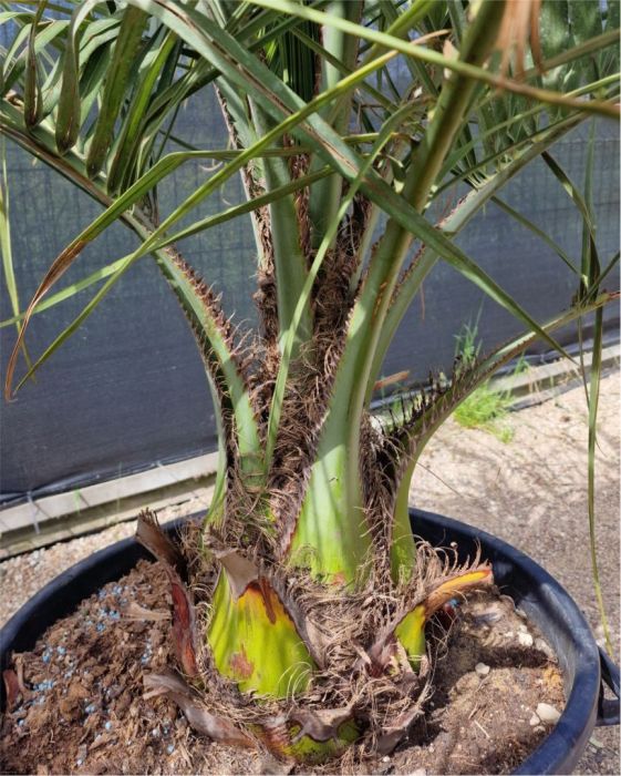 Palma Butia Capitata: zdjecie 99097042