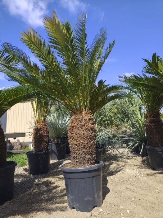 Cycas revoluta 40-50 cm pnia 120-140 cm całkowita: zdjecie 99097043