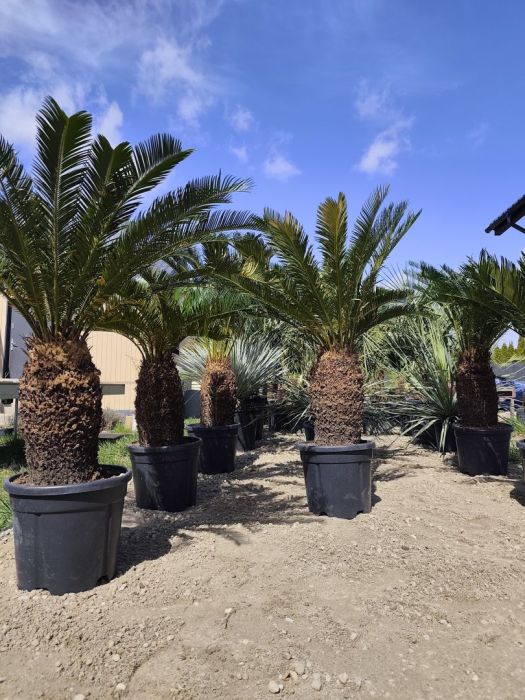 Cycas revoluta 40-50 cm pnia 120-140 cm całkowita: zdjecie 99097044