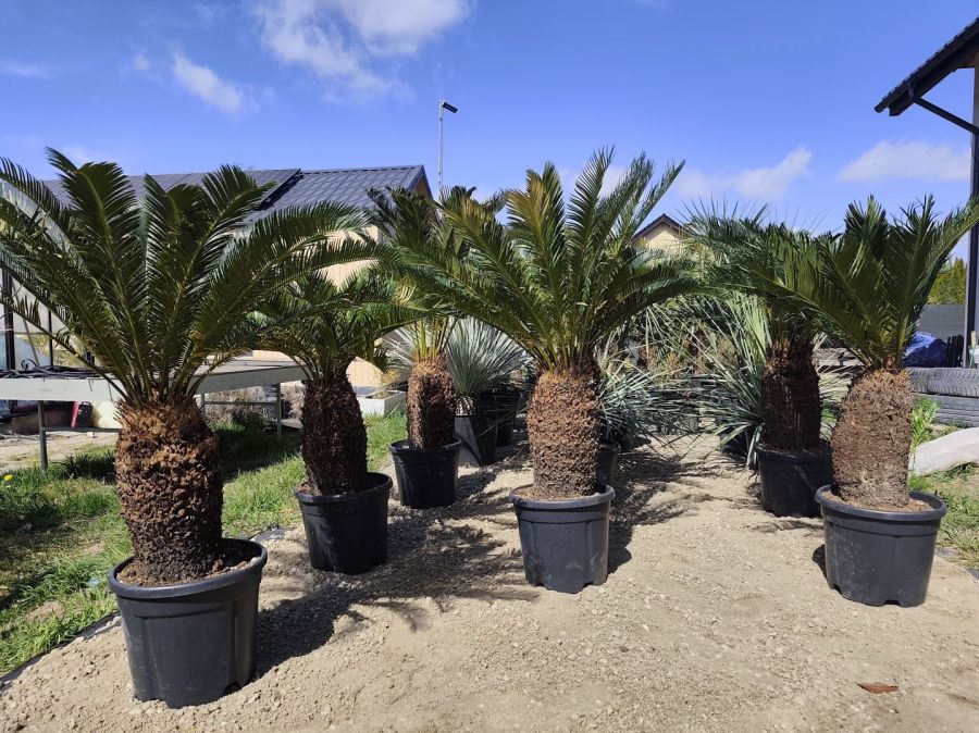 Cycas revoluta 40-50 cm pnia 120-140 cm całkowita: zdjecie 99097045