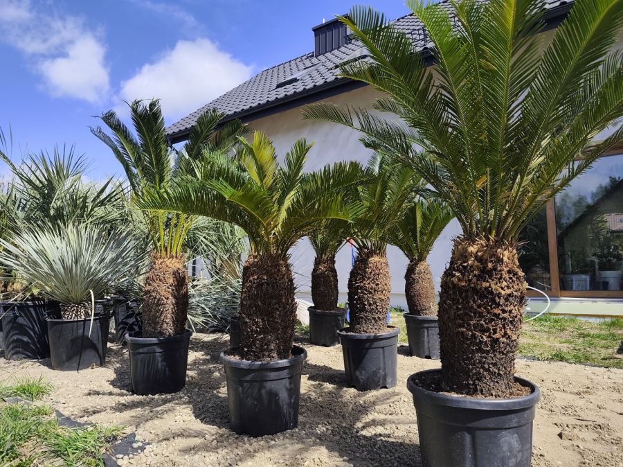 Cycas revoluta 40-50 cm pnia 120-140 cm całkowita: zdjecie 99097046