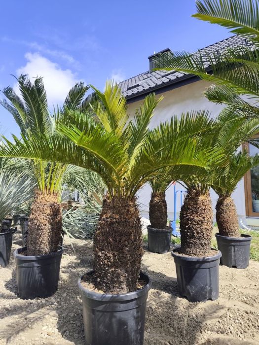 Cycas revoluta 40-50 cm pnia 120-140 cm całkowita: zdjecie 99097047