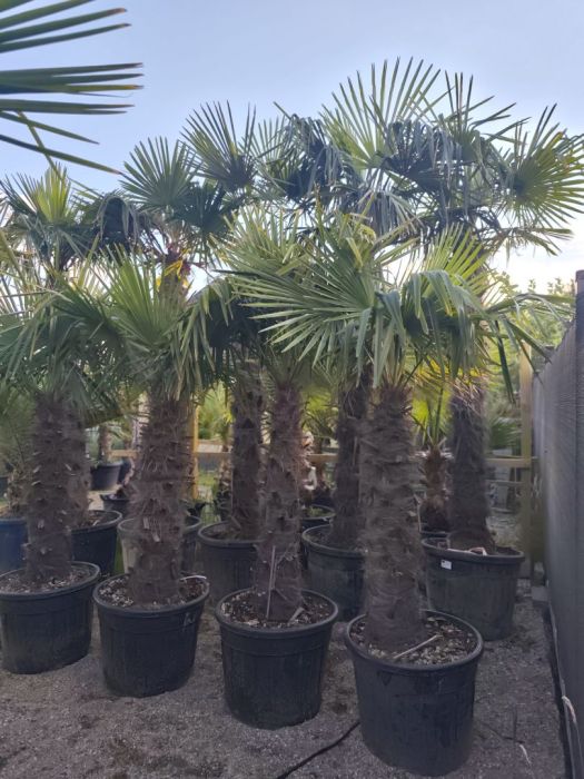 Palma Trachycarpus Fortunei: zdjecie 99097054