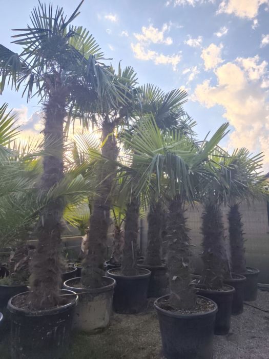 Palma Trachycarpus Fortunei: zdjecie 99097055