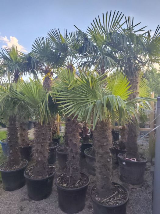 Palma Trachycarpus Fortunei: zdjecie 99097056