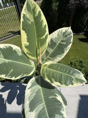 Fikus Plamisty Bengalski Altissima: zdjecie 66489452