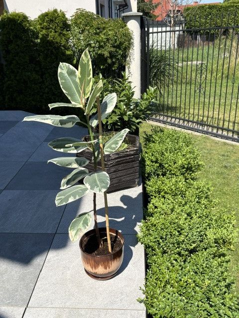 Fikus Plamisty Bengalski Altissima: zdjecie 99105241