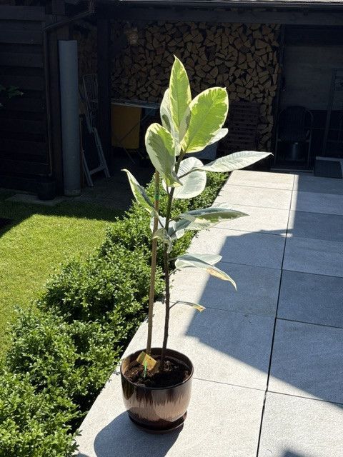 Fikus Plamisty Bengalski Altissima: zdjecie 99105242