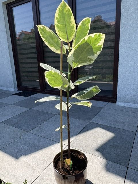 Fikus Plamisty Bengalski Altissima: zdjecie 99105244