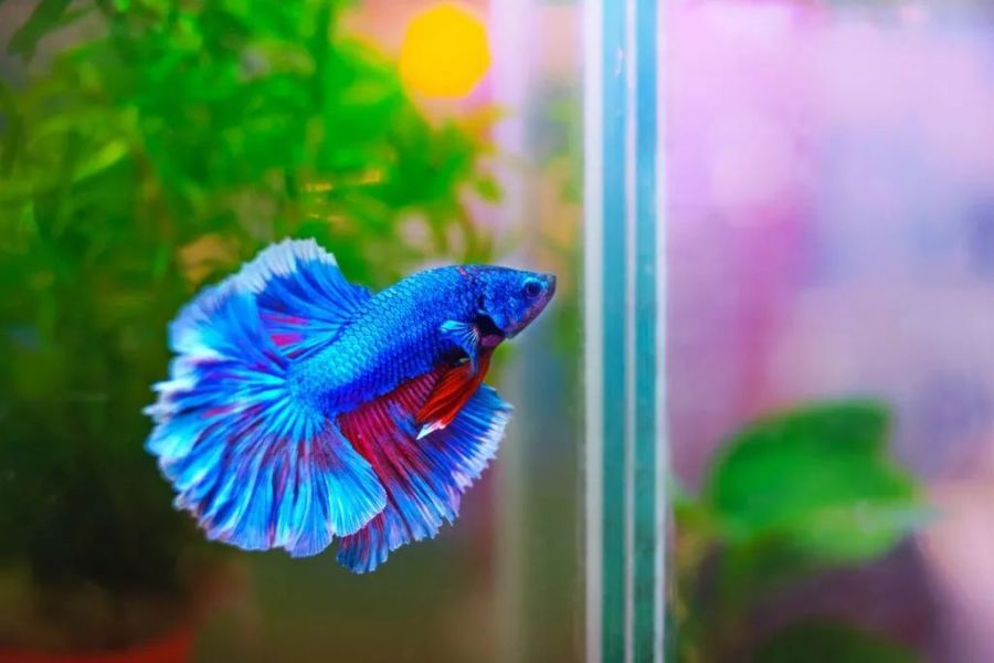 Bojownik samiec podwójny ogon Gdynia Sklep zoologiczny Gdynia: zdjecie 99202551