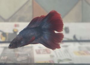 Bojownik samiec podwójny ogon Gdynia Sklep zoologiczny Gdynia: zdjecie 66502289