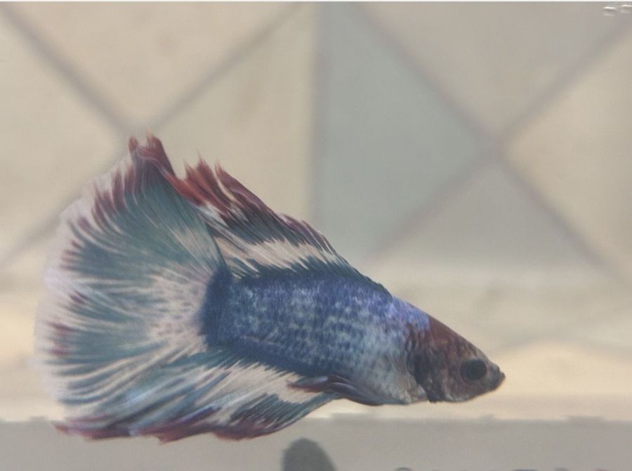 Bojownik samiec podwójny ogon Gdynia Sklep zoologiczny Gdynia: zdjecie 99205903