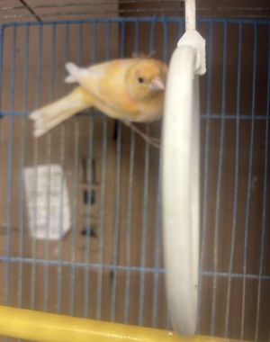 Kanarek samiec śpiewający Sklep zoologiczny Gdynia: zdjecie 66503096