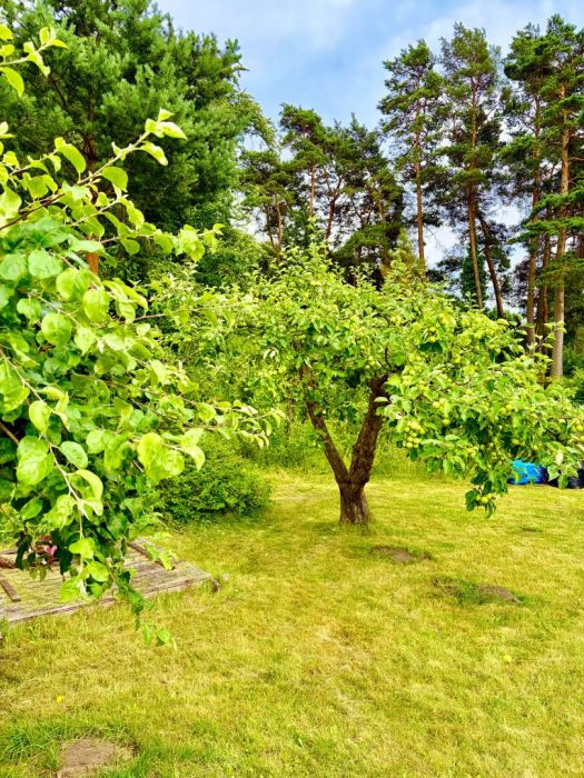 Działka ROD Sopot ul. Reja: zdjecie 99221651