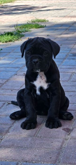 Cane Corso FCI ZKwP piękne suczki: zdjecie 99271778
