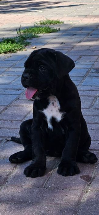Cane Corso FCI ZKwP piękne suczki: zdjecie 99271779