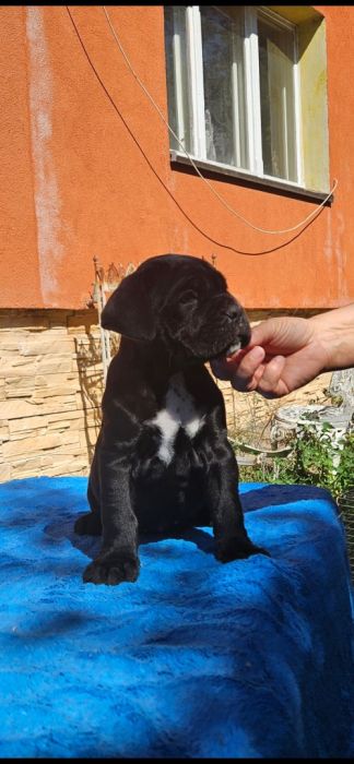 Cane Corso FCI ZKwP piękne suczki: zdjecie 99271780