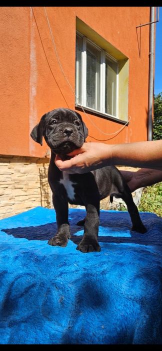 Cane Corso FCI ZKwP piękne suczki: zdjecie 99271781