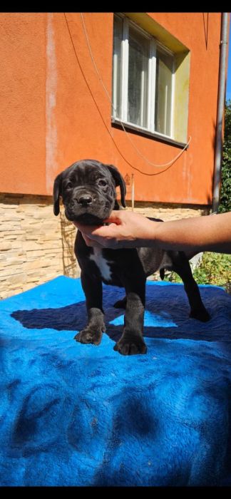Cane Corso FCI ZKwP piękne suczki: zdjecie 99271782