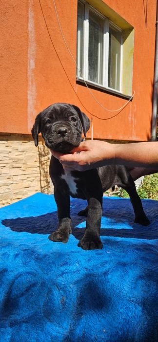 Cane Corso FCI ZKwP piękne suczki: zdjecie 99271783