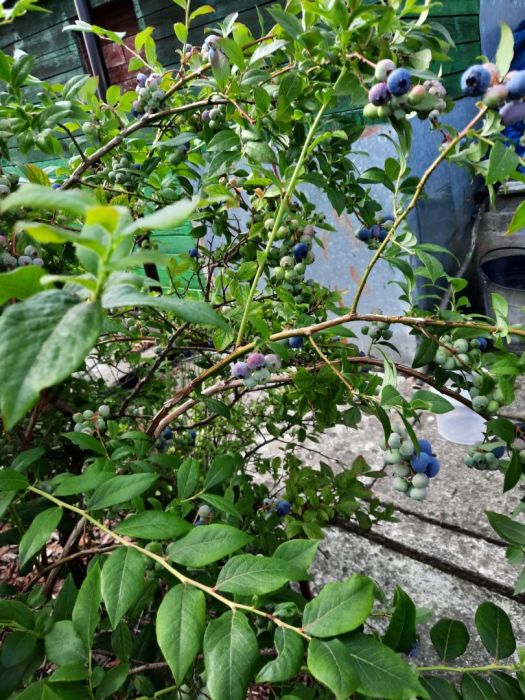 Działka ROD 300 m² Gdynia Obłuże owocująca: boró: zdjecie 99288302