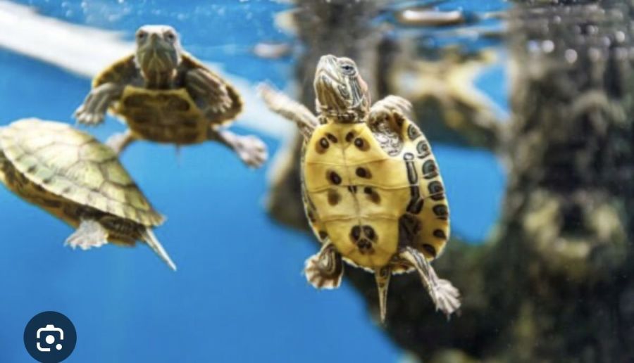 Żółwie Nelsoni Gdynia, żółw Nelsoni Gdynia Tanio sklep zoologiczny: zdjecie 99317494